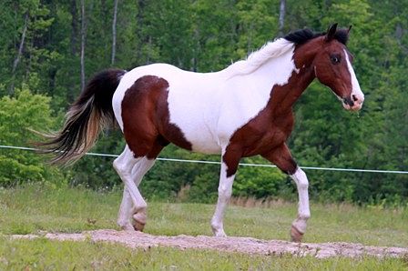 Pretty Boy at Shangrila Guest Ranch