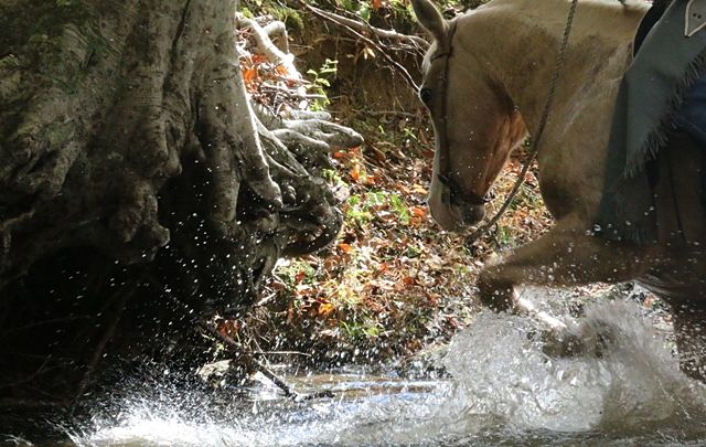 King in the Creek at Shangrila Guest Ranch