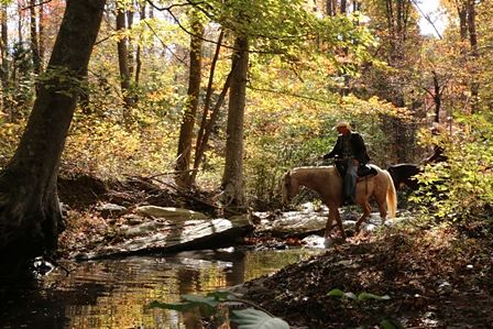 horseback riding across creek