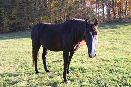 Biggie at Shangrila Guest Ranch