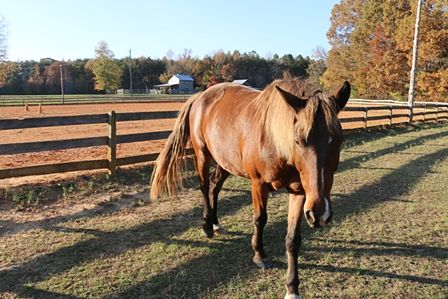 Bubba at Shangrila Guest Ranch