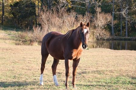 Shorty at Shangrila Guest Ranch