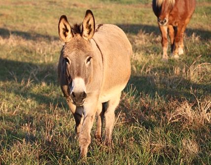 Jingles, donkey at Shangrila Guest Ranch