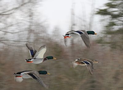Ducks flying over pond