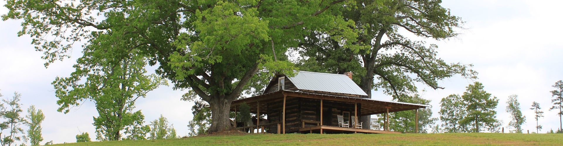 Horses at the Bradshaw Cabin