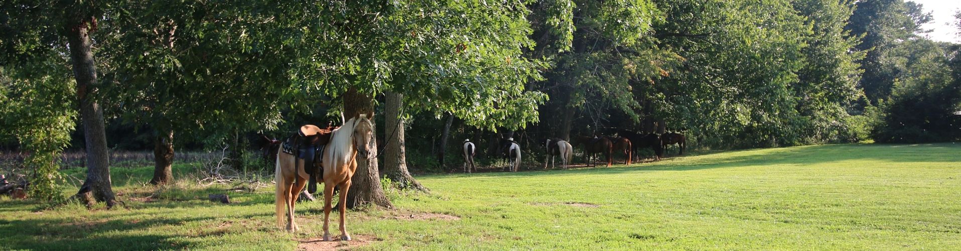 Trail Horses at Shangrila Guest Ranch